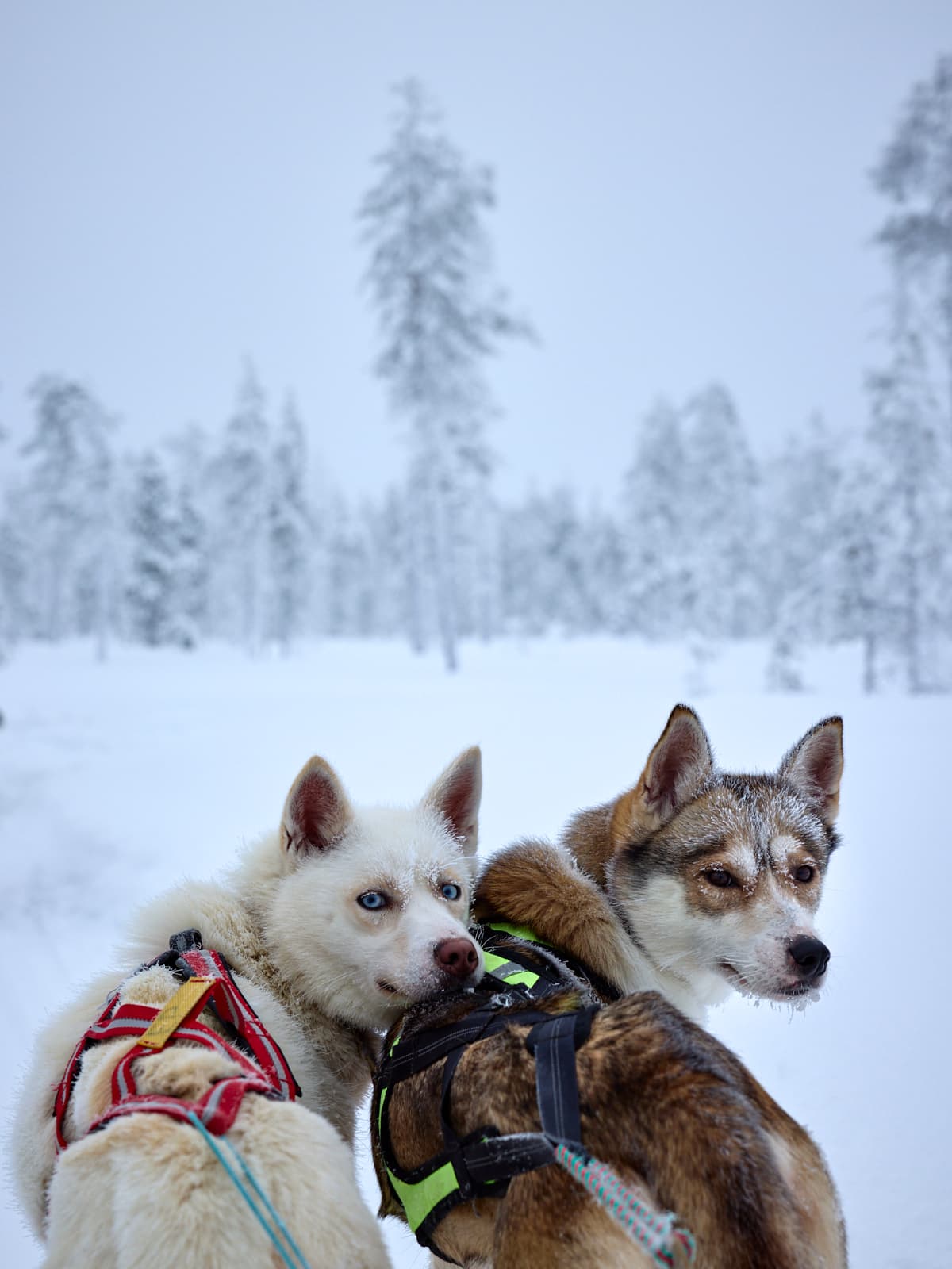 5 km Husky Safari