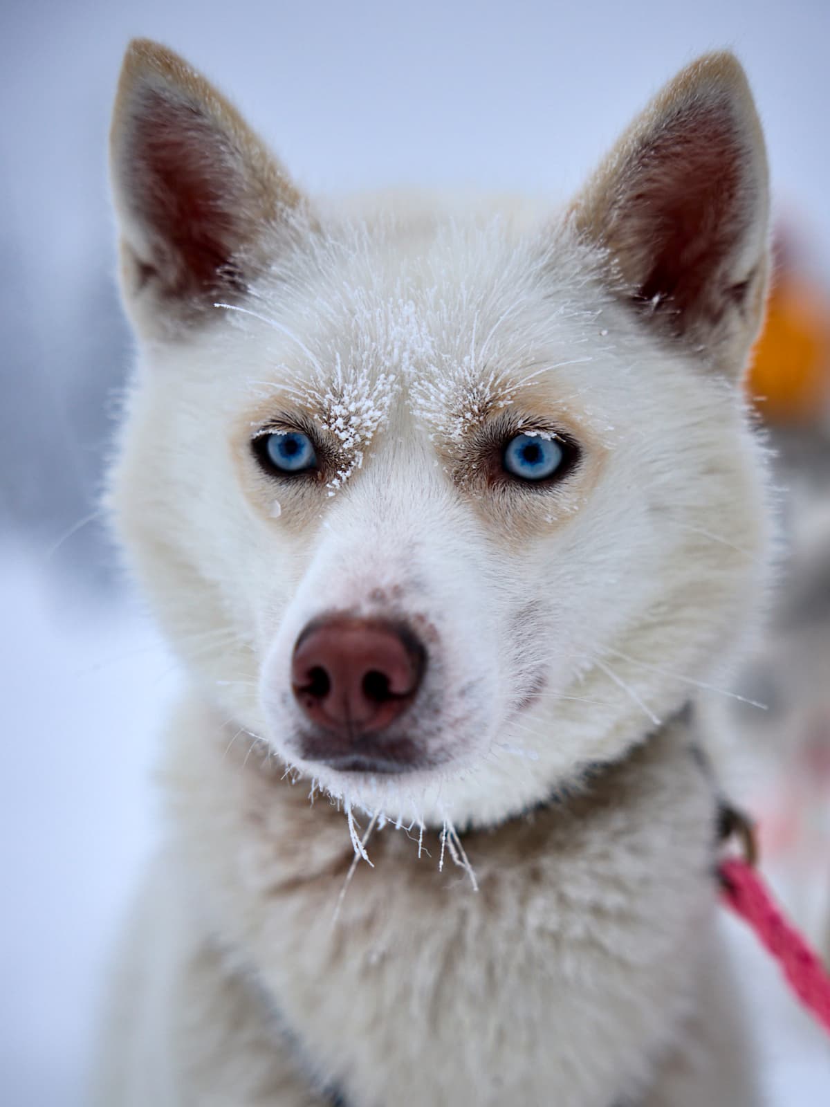 Siberian husky in winter frost