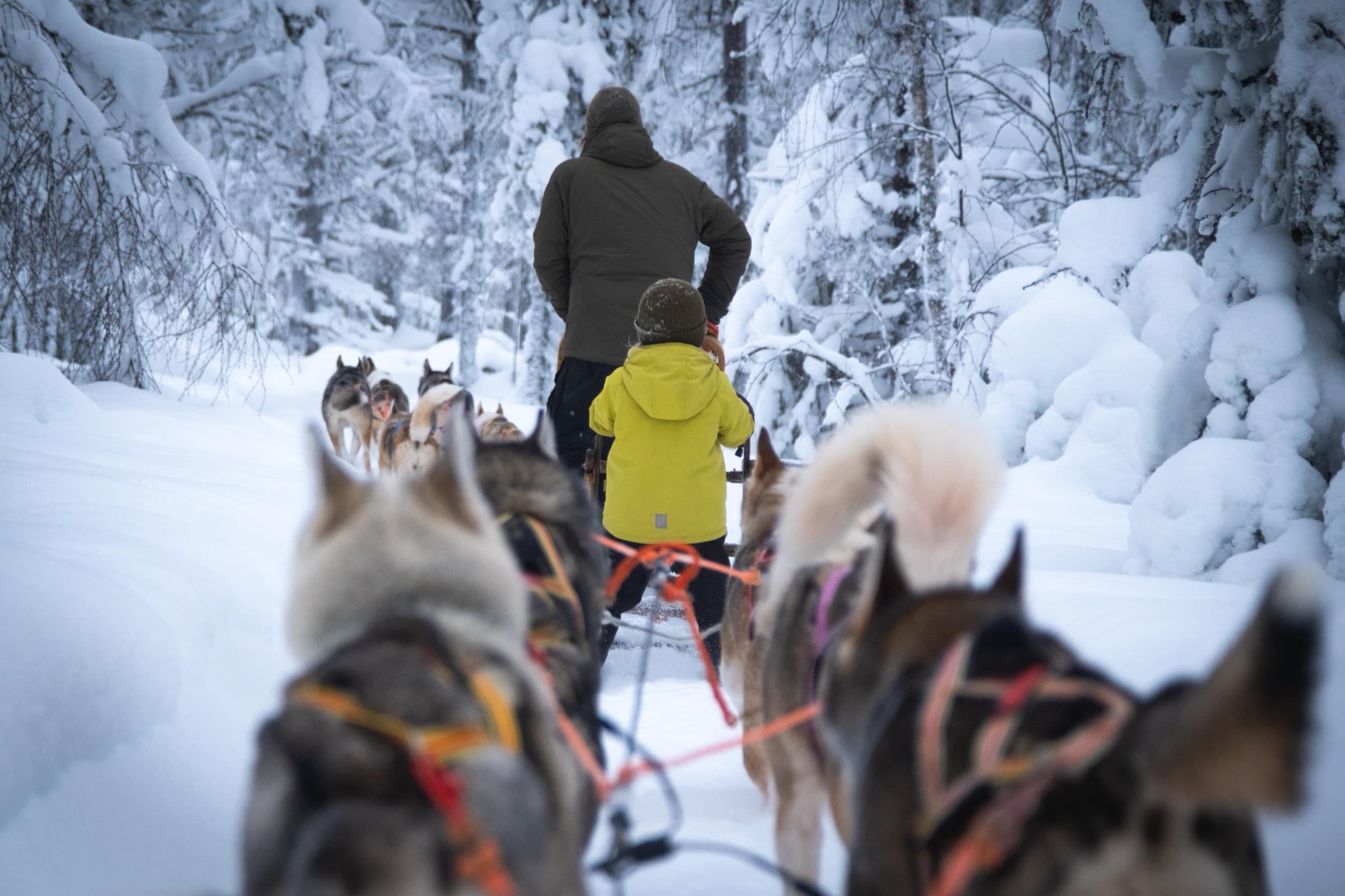 Räätälöity huskyretki — aikuinen ja lapsi reen kyydissä lumisessa metsässä