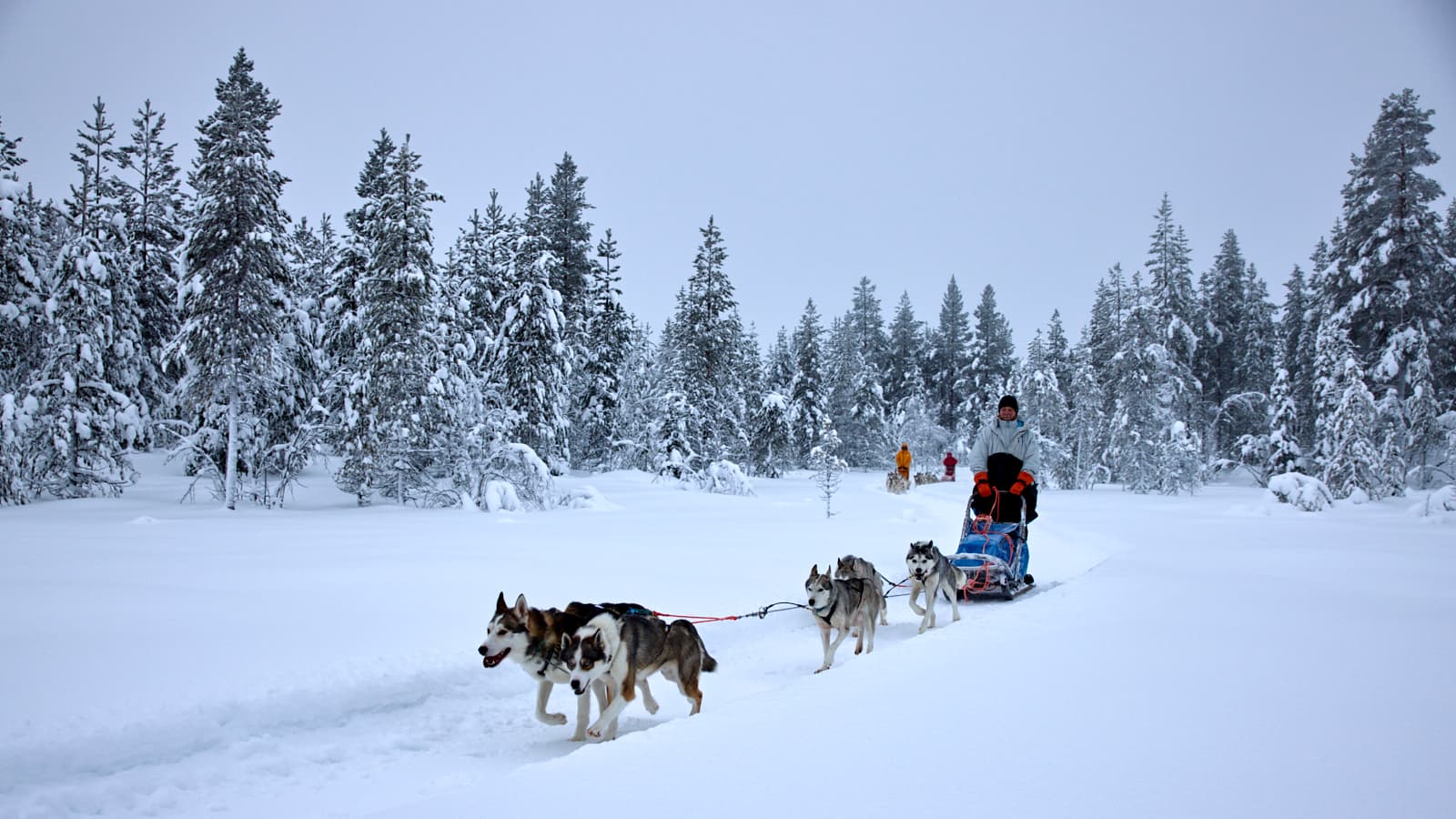 Husky team in a snowy forest