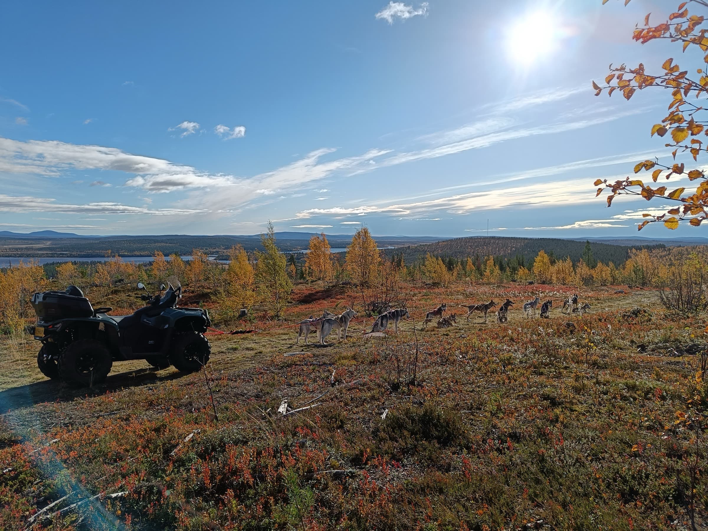 Huskyvaljakko valjastettuna mönkijän eteen ruskan värittämällä tunturilla